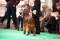 Crufts2011 375